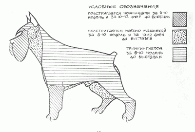 Стрижки цвергшнауцера схема Стрижки цвергшнауцера схема